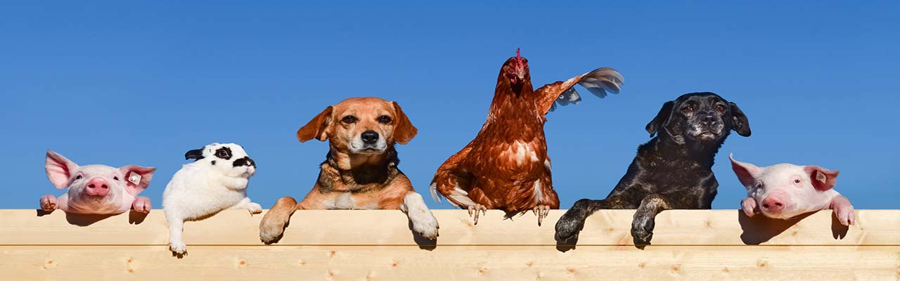 Dovolenka na Sicílii na farme so zvieratami