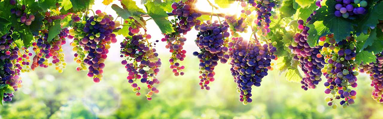 Farmy s vinohradmi v Toskánsku