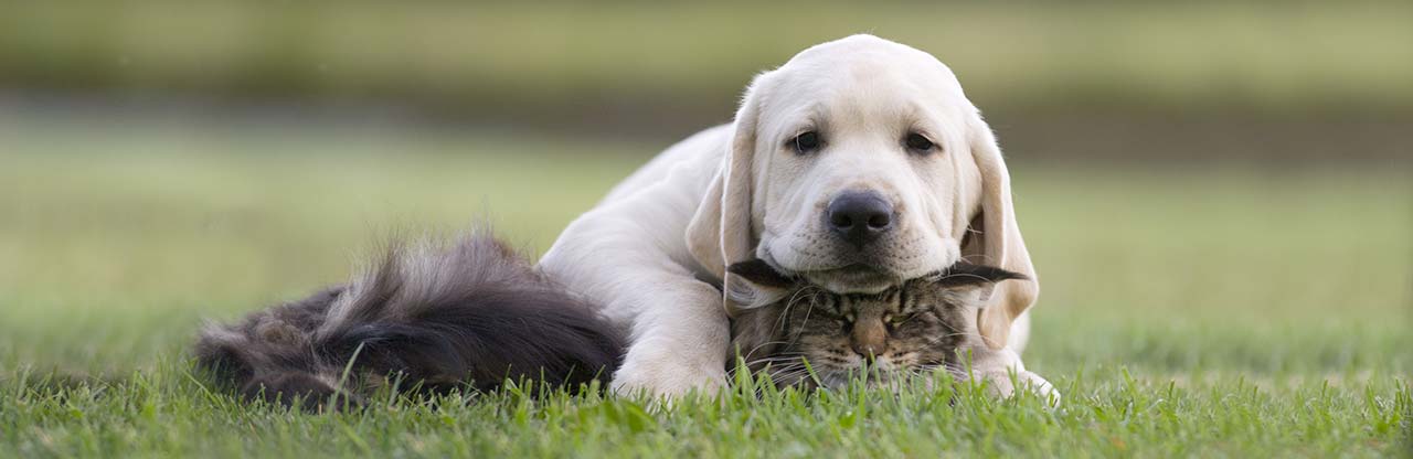 zviera vhodný pre zvieratá