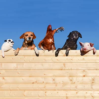 Farmhouse s hospodárskymi zvieratami