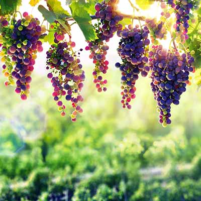 Dovolenka v farme s vinohradmi Toskánska