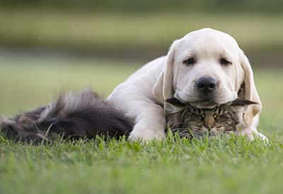 Rodinné domy na vidieku v Taliansku? Samozrejme!