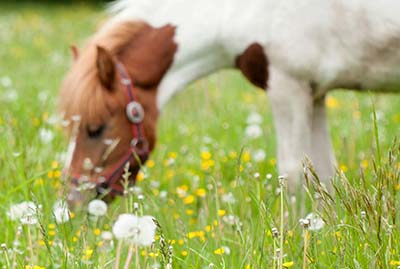 Dovolenka v Taliansku vo vzdelávacích farmách